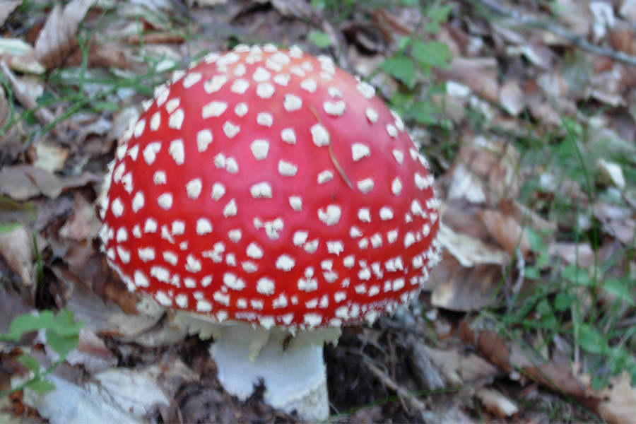 Amanita e Lepiota?